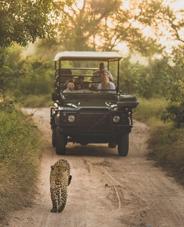 Safari jeep and tourists watching a wild leopard walking on a dirt track in Sri Lanka